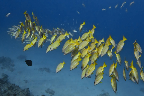 Waikiki : Visite en petit groupe du Turtle Canyon avec masque et tuba
