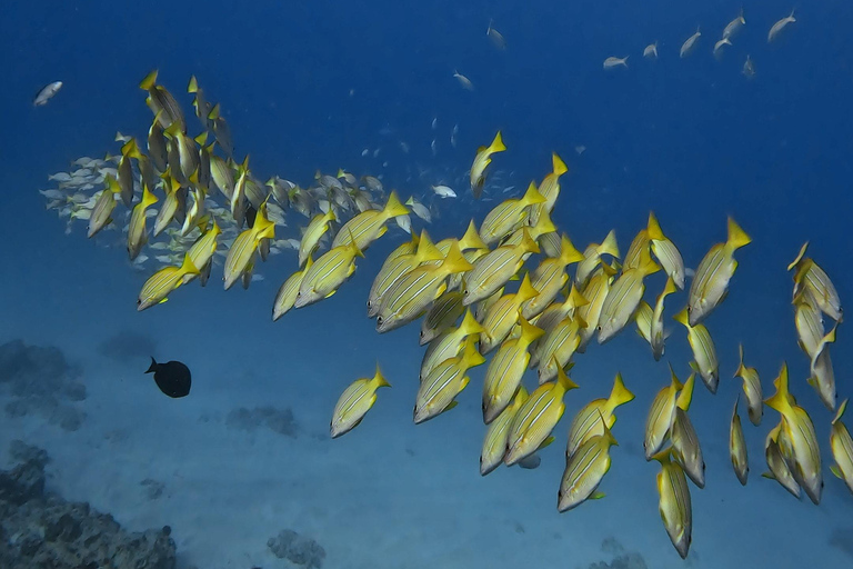 Waikiki : Visite en petit groupe du Turtle Canyon avec masque et tuba