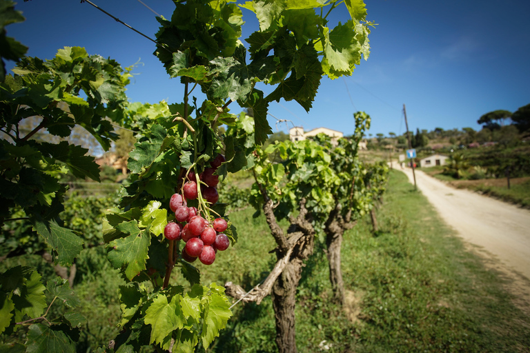 Depuis Barcelone : Excursion à la voile et à vélo électrique dans un vignoble avec dégustationsVoiture vers un vignoble avec navigation vers Barcelone