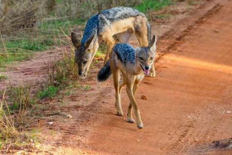 From Mombasa: Tsavo East National Park Safari