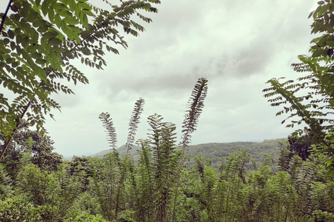 Colombo: Tour delle piantagioni di tè e delle tenute di gomma con pranzo
