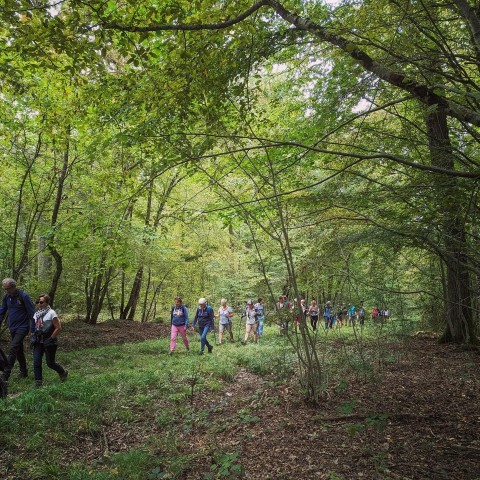 Visit Temple Forest Shiatsu Wellness Hike in Bar-sur-Seine, France