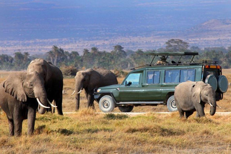 Nairobi : Excursion d&#039;une journée dans le parc national d&#039;Amboseli avec village Masai