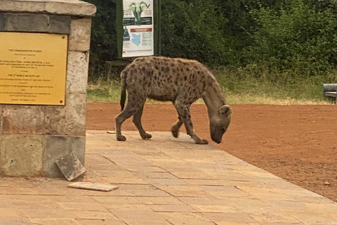 Nairobi National Park Tour Upgrade to a Jeep