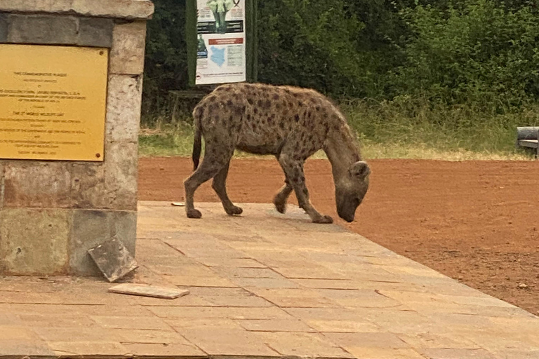 Nairobi National Park Tour Upgrade to a Jeep