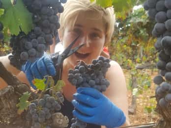 Maiorca: Tour delle cantine XL - incluse 3 degustazioni di vino