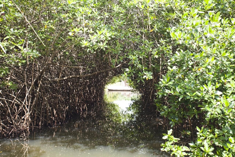 Cartagena: Isla Mapache +SNORKEL y Manglar +Foto y Almuerzo