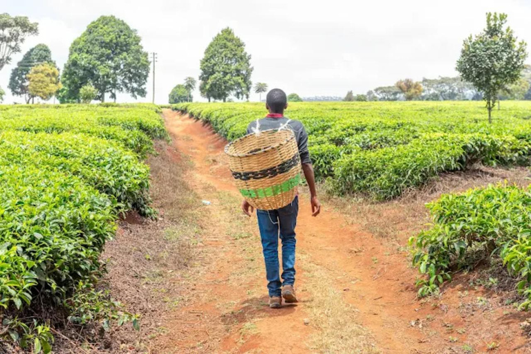 Nairobi: Gathoni Sensory Garden & Tea Farm Tour With Tasting
