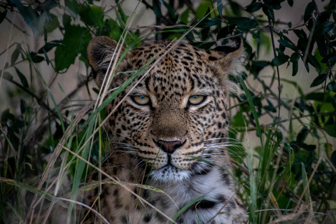 Pilanesberg Budget Safari3-Daagse Bakgatla