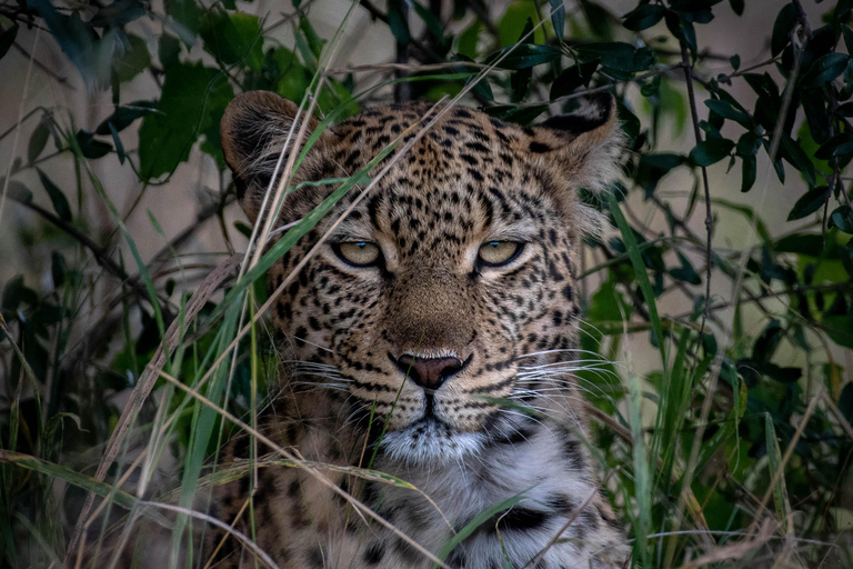 Pilanesberg Budget Safari2-dagars Bakgatla