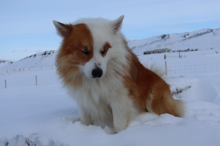 Z Akureyri: wizyta na farmie Skagafjörður połączona z bitwą wikingów