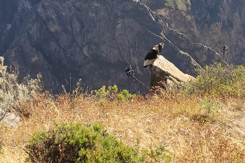From Arequipa: Colca Canyon Day Hike