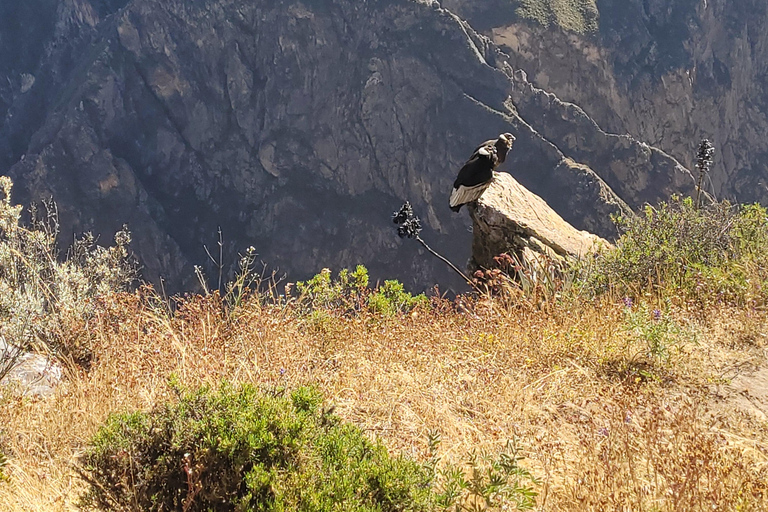 From Arequipa: Colca Canyon Day Hike
