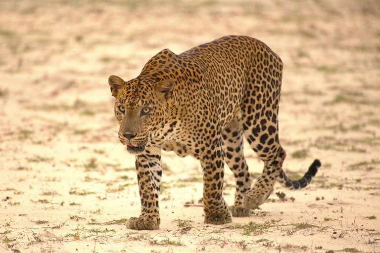 From Ella : Yala Safari tour & Drop - Tangalle / Hiriketiya 12 h Yala National Park Full Day Safari