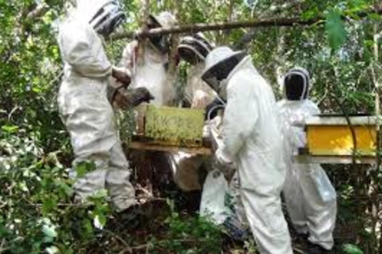 Kikambala: Beekeeping Tour with Honey Tasting & Pickup