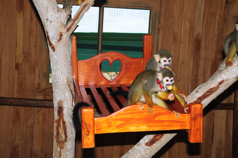 Punta Cana: Monkey Sanctuary, Farm & Cenote Swim Combo