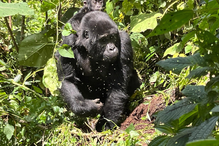 3 days Gorilla tracking in Bwindi Forest in Uganda