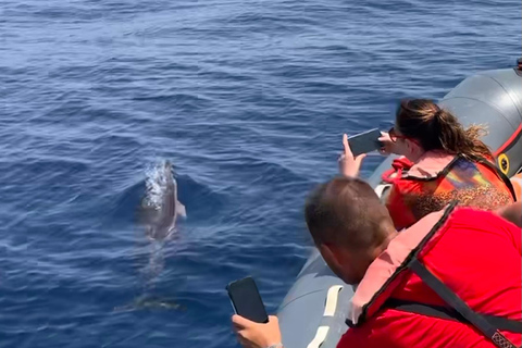 De Portimão : Observation des dauphins et du littoral de Lagos avec un biologiste