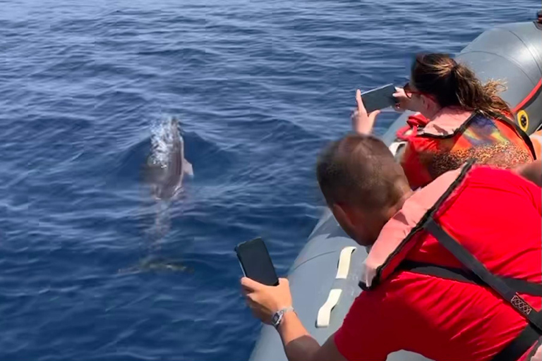 De Portimão : Observation des dauphins et du littoral de Lagos avec un biologiste