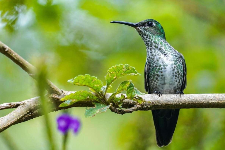 Excursión de 3, 4 ó 5 días al Parque Nacional del Manu