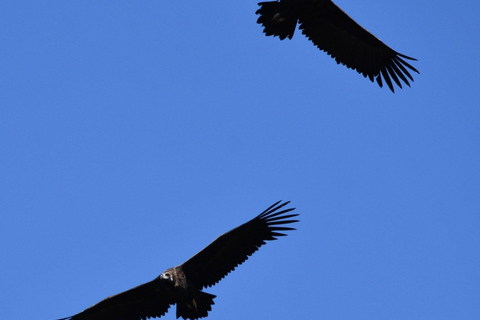 Sofia: Vulture Conservation & Release Experience