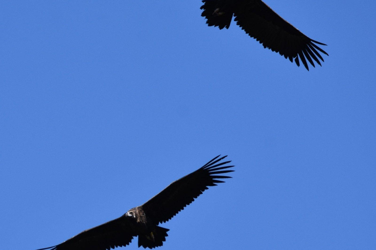 Sofia: Vulture Conservation & Release Experience