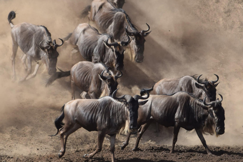Zanzibar: Mikumi National Park Safari with Flight