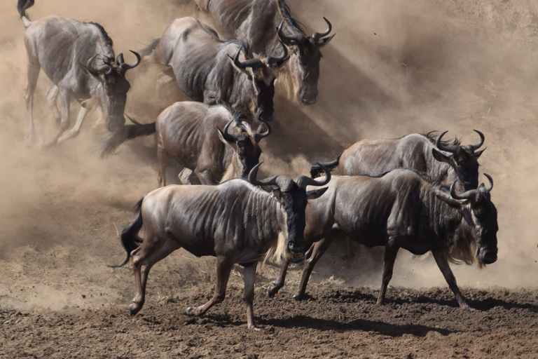 Zanzibar: Mikumi National Park Safari with Flight