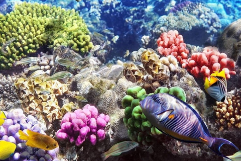 Esnórquel con tortugas, Clase de cocina, Isla de la Prisión, La Roca