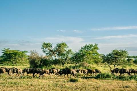 From Zanzibar: 2-Day Serengeti Park Safari Tour with Flights