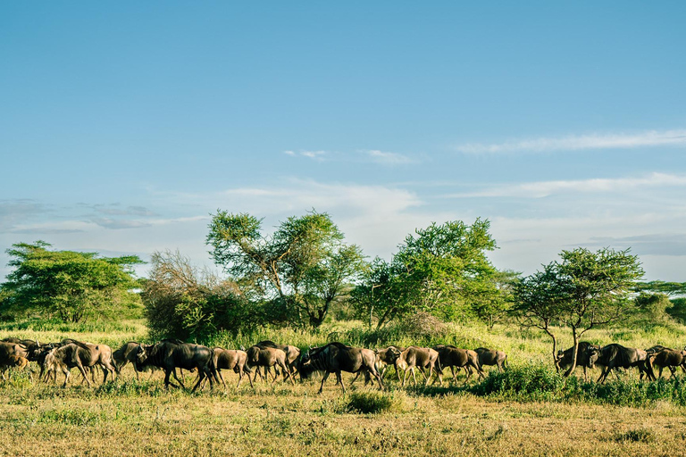 From Zanzibar: 2-Day Serengeti Park Safari Tour with Flights