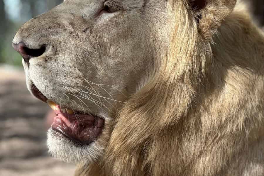 Orlando: Geführte Tour mit Tierbegegnungen im Wildtier-Schutzgebiet. Foto: GetYourGuide