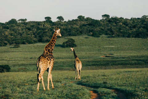 乌干达：3日游——默奇森瀑布与犀牛/黑猩猩追踪之旅乌干达：3日游，包含穆希逊瀑布和犀牛/黑猩猩徒步旅行