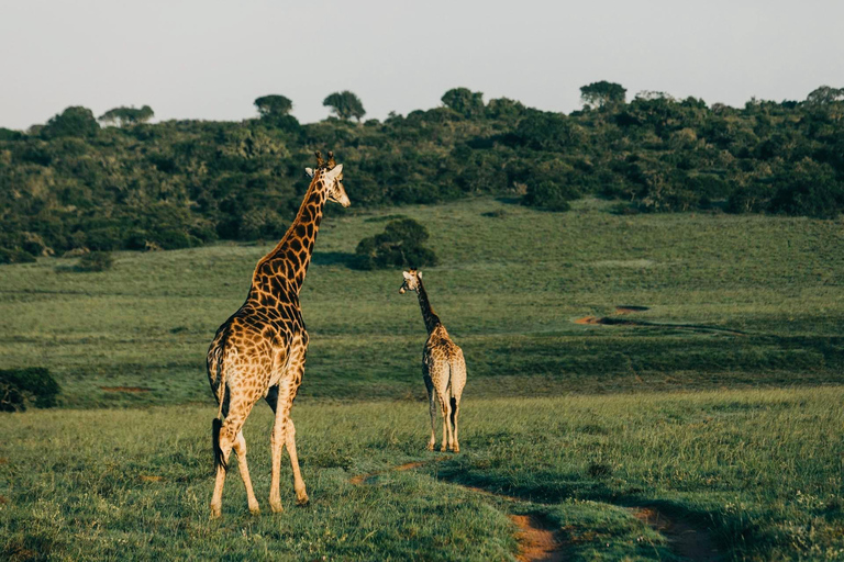 乌干达：3日游——默奇森瀑布与犀牛/黑猩猩追踪之旅乌干达：3日游，包含穆希逊瀑布和犀牛/黑猩猩徒步旅行