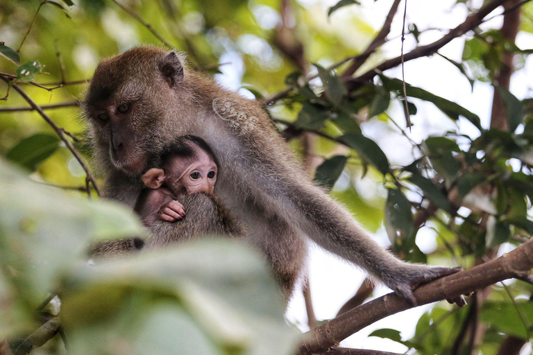 Sabah: Mangrove Fireflies, and Sky Mirror Dream Beach Tour