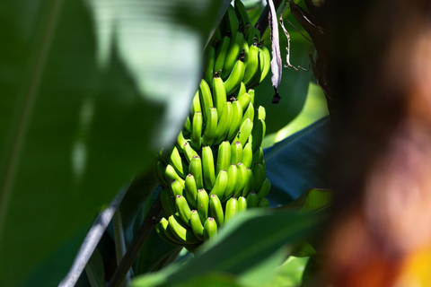 Visite du nord de la Grande Canarie et du jardin botanique