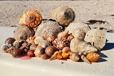 Marco Island: Dolphin, Shelling, Beach & Ten Thousand Island 4 Hour Option