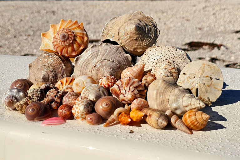 Marco Island: Dolphin, Shelling, Beach & Ten Thousand Island 4 Hour Option