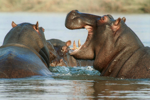 Vanuit Zanzibar: Selous G.R. safari met overnachting en vluchtengedeelde safari