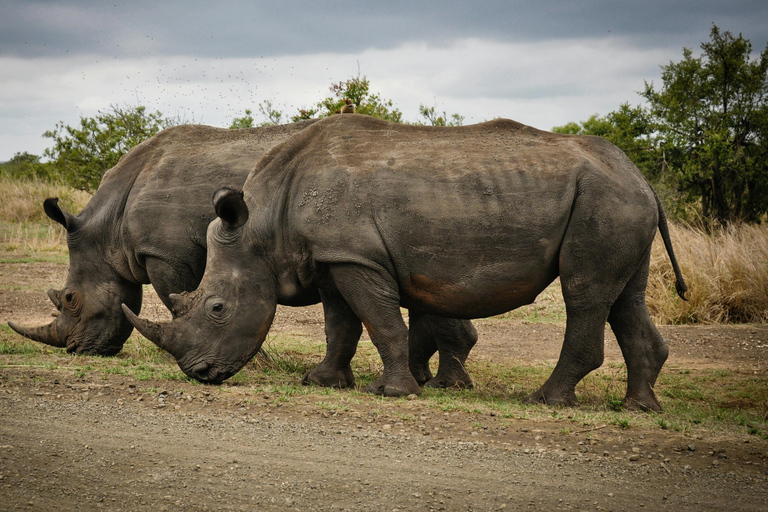 Kaapstad: Zonsondergangsafari in Aquila wildreservaat met transfer