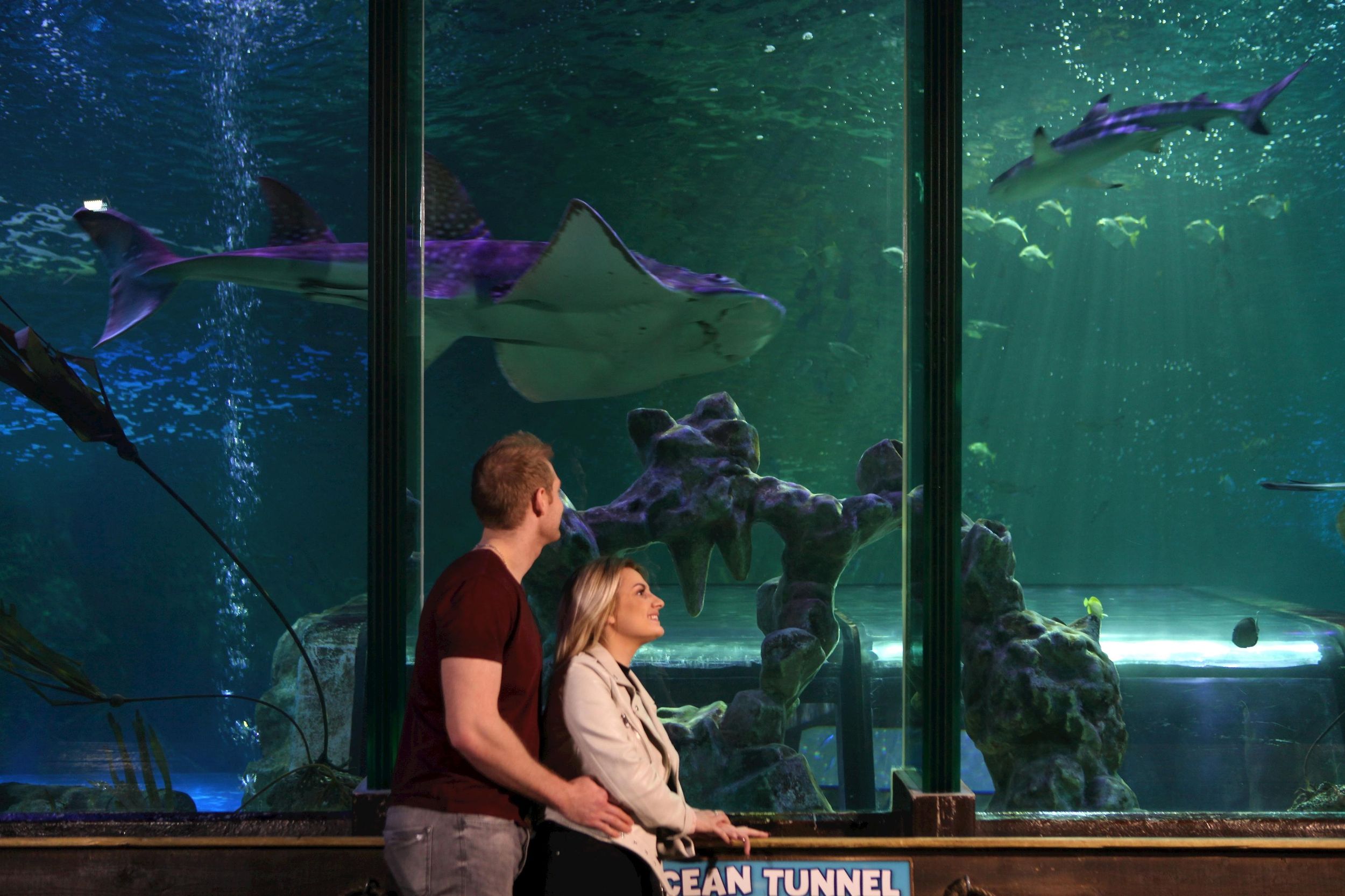 SEA LIFE Blackpool Eintrittskarte