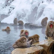 Tokyo : Nagano Snow Monkeys & Zenko-ji Temple Private Tour Tokyo : Nagano Snow Monkeys & Zenko-ji Temple Private Tour