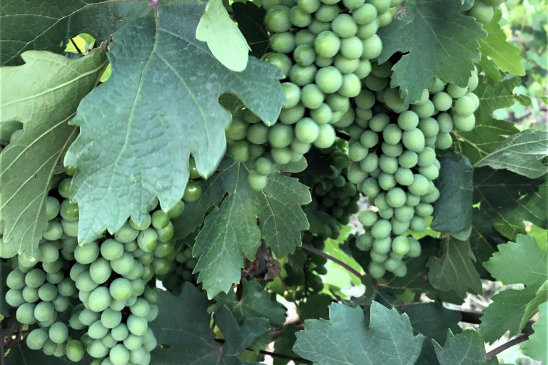 Tour di un giorno sulla Strada del Vino di Vayots Dzor, alla scoperta delle cantine di Areni