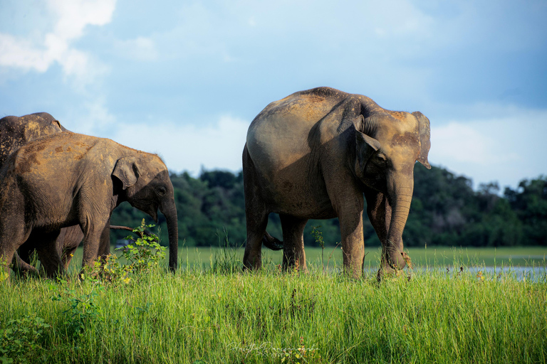 Sigiriya Rock Hike, Village Cookery Experience & Wild Safari