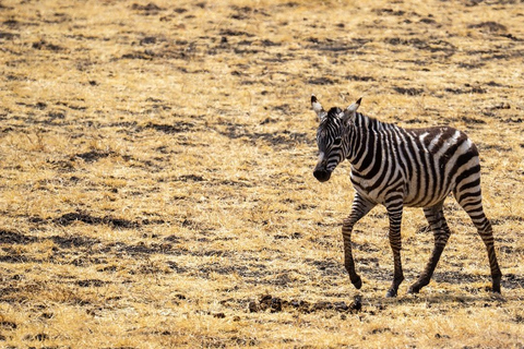 3-Tage 2-Nächte zum Mikumi Park von Sansibar aus &amp; Besuch der Massai