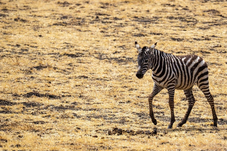 3-Tage 2-Nächte zum Mikumi Park von Sansibar aus &amp; Besuch der Massai
