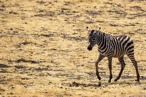3-Days 2-nights to Mikumi Park from Zanzibar & Massai visit
