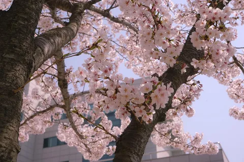 Excursão à praia de Busan para apreciar as flores de cerejeira