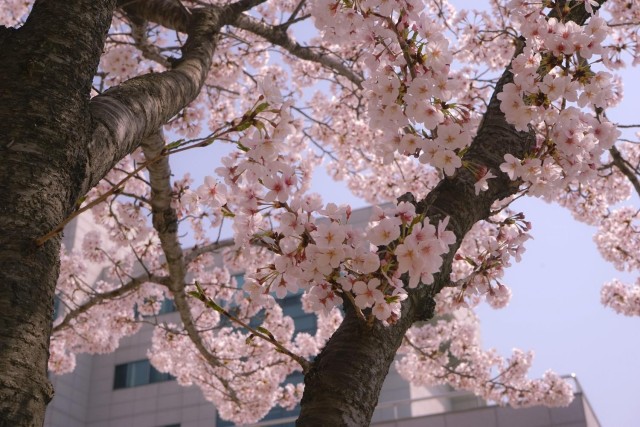 Visit Busan Beachside Cherry Blossom Tour in Busan, South Korea