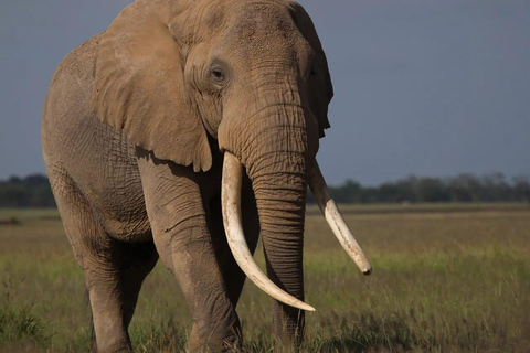 Från Nairobi: 3-dagars safari i nationalparken Amboseli